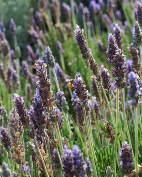 flower lavender picture, Lavandula Officinalis, English Lavender 