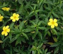 damiana essential oils