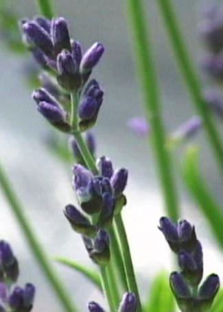 flower lavender picture, hidcote lavender