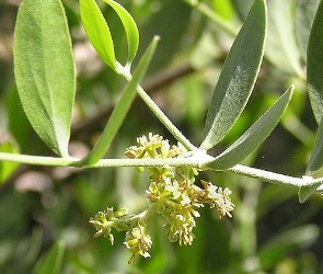 jojoba