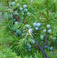 Juniper Essential Oils