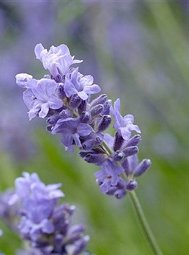 Lavandula Angustifolia, Munstead Lavender, flower lavender picture