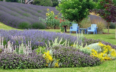 Lavender Flower Garden