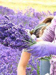 Harvest Lavender