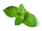 mint leaves