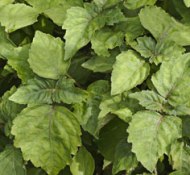 Patchouli Essential Oils