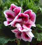 Geranium Essential Oils