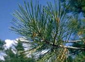 Pine Essential Oils
