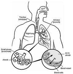  respiratory system