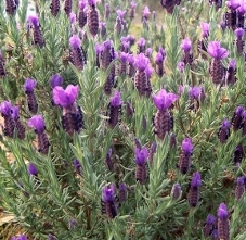 flower lavender picture, hidcote lavender