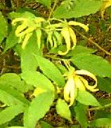 Ylang Ylang Essential Oils