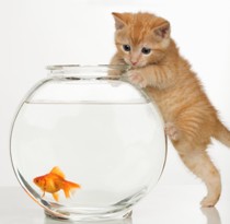 aromatherapy for pet