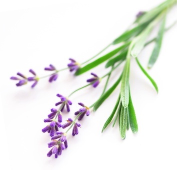 aromatherapy picture