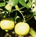 Bergamot Essential Oils