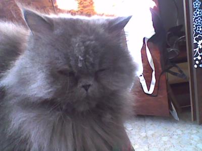 Lady