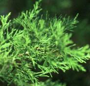 cedarwood Essential Oils