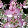 Clary Sage Essential Oils