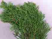 Cypress Essential Oils