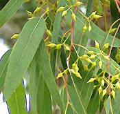 eucalyptus essential oils