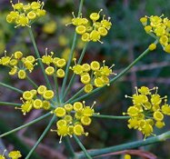 Fennel Essential Oils