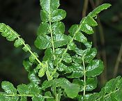 Frankincense Essential Oils.