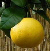 Grapefruit Essential Oils
