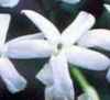 Jasmine Essential Oils