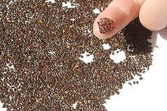 Lavender Seeds