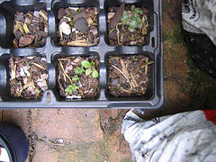 lavender seedlings