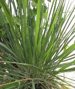 Lemongrass Essential Oils