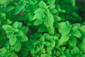 Marjoram Essential Oils