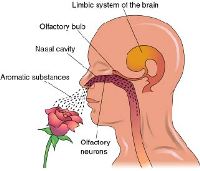 how does aromatherapy work