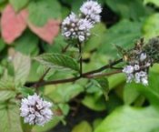 Peppermint Essential Oils
