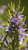 Rosemary Essential Oils