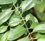 Sandalwood Essential Oils
