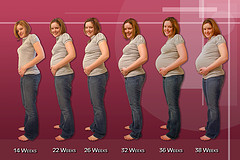 Stages of Pregnancy