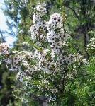 Tea tree essential oils