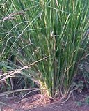 Vetiver Essential oils